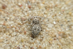 Attulus distinguendus