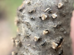 Porodisculus pendulus