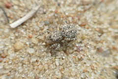 Attulus distinguendus