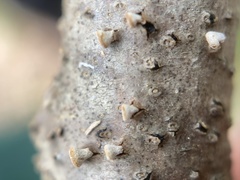 Porodisculus pendulus