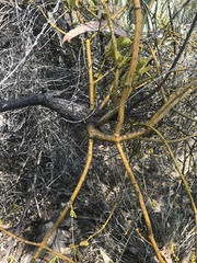 Phoradendron velutinum