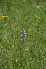 Orchis militaris