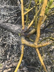 Phoradendron velutinum