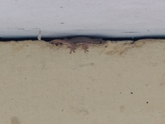 Hemidactylus platyurus