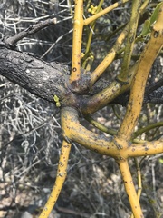 Phoradendron velutinum