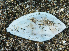 Synapturichthys kleinii