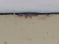 Hemidactylus platyurus