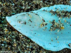 Synapturichthys kleinii