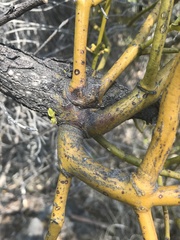 Phoradendron velutinum