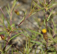 Leysera leyseroides