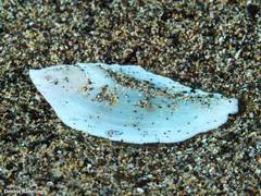 Synapturichthys kleinii