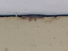 Hemidactylus platyurus