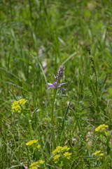 Orchis militaris