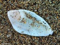 Synapturichthys kleinii