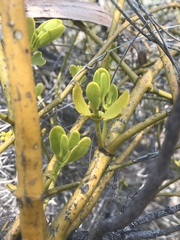 Phoradendron velutinum