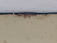 Hemidactylus platyurus