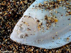 Synapturichthys kleinii