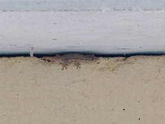 Hemidactylus platyurus