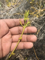 Phoradendron velutinum
