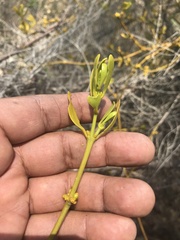 Phoradendron velutinum