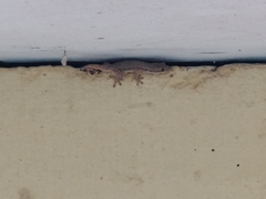 Hemidactylus platyurus