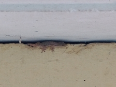 Hemidactylus platyurus