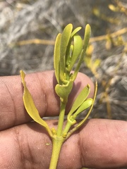 Phoradendron velutinum