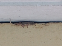 Hemidactylus platyurus