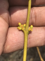 Phoradendron velutinum