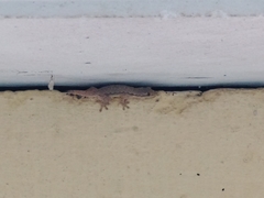 Hemidactylus platyurus