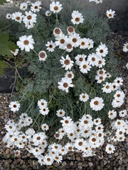 Anthemis punctata cupaniana