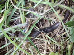 Arthurdendyus triangulatus