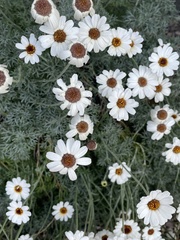 Anthemis punctata cupaniana