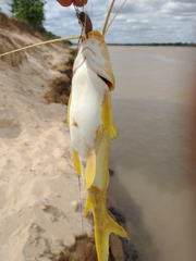 Pimelodus maculatus