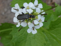 Cantharis obscura