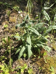 Anchusa officinalis