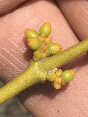 Phoradendron velutinum