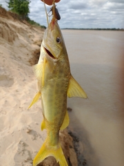 Pimelodus maculatus