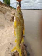 Pimelodus maculatus