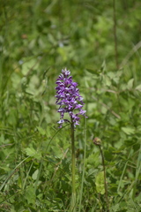 Orchis militaris