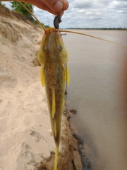 Pimelodus maculatus