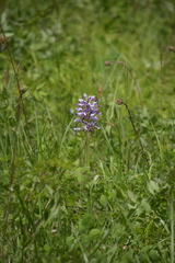 Orchis militaris