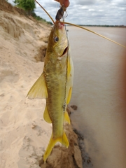 Pimelodus maculatus