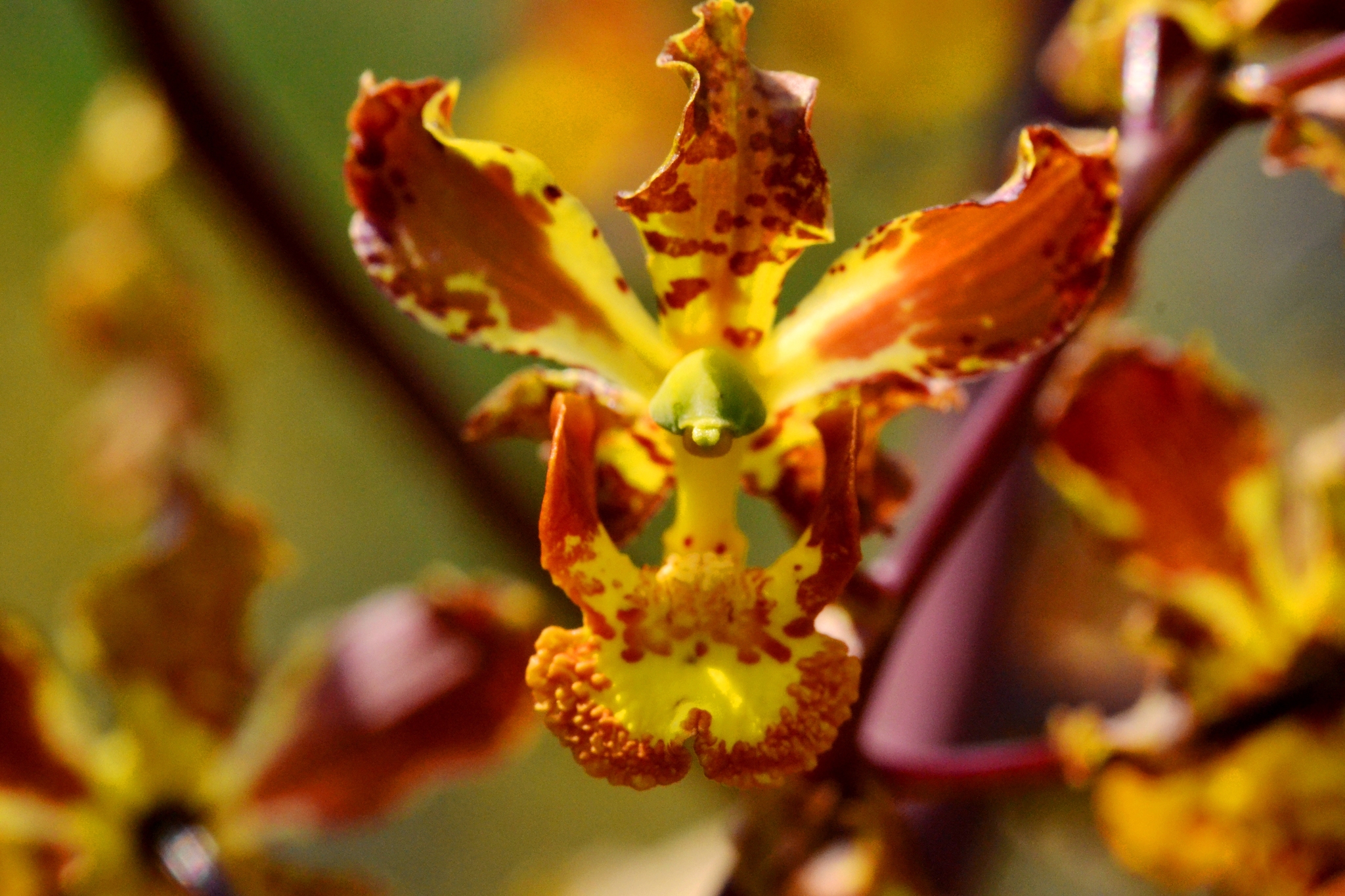 Cyrtopodium macrobulbon (Lex.) Lex. 3