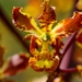 Orquídea Chacalpezle - Photo (c) Daniel Pineda Vera, algunos derechos reservados (CC BY), subido por Daniel Pineda Vera