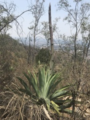 Agave inaequidens
