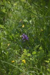 Orchis militaris
