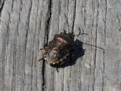 Rhacognathus punctatus