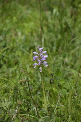 Orchis militaris