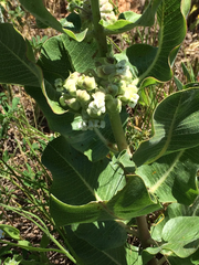 Asclepias arenaria